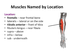 These muscles wrap around your shoulders to strengthen the forwards and backwards motion of the arms. Characteristics Used To Name Skeletal Muscles Ppt Download
