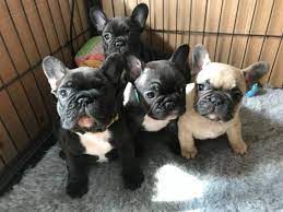 The french bulldog's origins are murky, but most sources trace their roots to english bulldogs. Adorable 10 Weeks Old French Bulldog Puppies W Atlanta Animal Pet