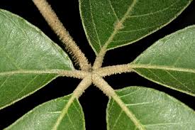 Image result for Schinziophyton rautanenii