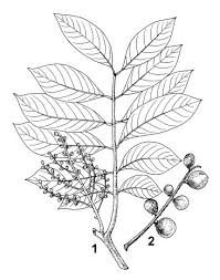 Image result for Aphanamixis