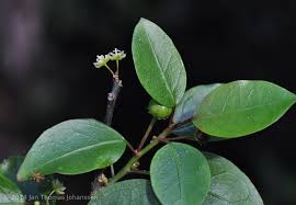 Image result for Clutia pulchella