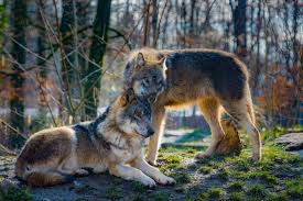 Последние твиты от wolves (@wolves). The Story Of Dogs And Humans The Domestication Of Wolves During The Last Ice Age Was Driven By Meat Sharing The Boar