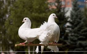 Two Turtle Doves Animal Stories Beautiful Birds Bee Do