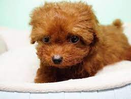Https Palmsprings Craigslist Org Pet D Los Angeles Poodle Pup Great Pedigree 6825880121 Html Metal Dog Kennel Baby Puppies Pup
