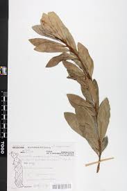 Image result for Synsepalum passargei