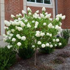 Hardy in zones 5 to 9; Limelight Hardy Hydrangea Tree Plantingtree
