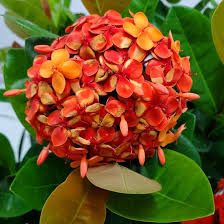 Image result for Ixora hartiana