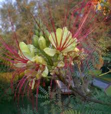 Image result for Erythrostemon