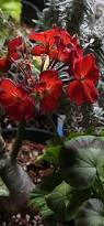 Image result for Pelargonium domesticum round-leaved bushy