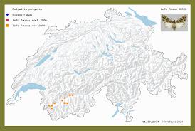 Image result for Polymixis polymita