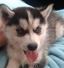 All About Husky Eye Colors Husky Owner