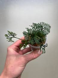 Image result for Elaphoglossum kivuense