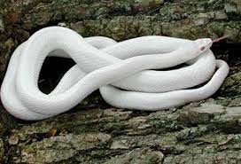 Pin By Jolie May On Animals Corn Snake Snake Breeds Pet Snake