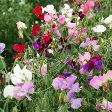 Order online for delivery or click & collect at your nearest bunnings. Planting Annuals When And How To Plant Annual Flowers Hgtv