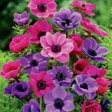 Pin On Bohemian Romance