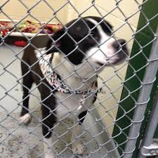 632 west 6th avenue anchorage, alaska 99501 Photos At Anchorage Animal Control Anchorage Ak