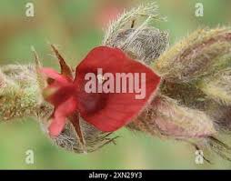 Image result for Indigofera daleoides