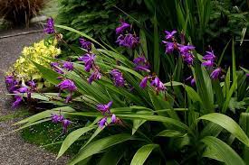 Shocking Ground Orchids Florida Plants Shade Plants