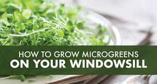 Microgreens How To Grow Them On Your Windowsill Julia Dimakos