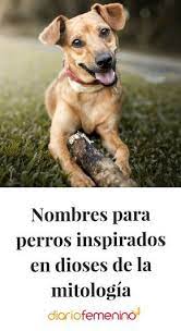 Pin En Perros