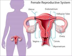 Home Remedies To Effectively Shrink Ovarian Cysts Page 2 Of 2 Natural Medicine Box Ovarian Cyst Ovarian Cyst Treatment Fibroids Treatment