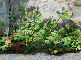Image result for Euphorbia serpens