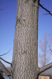 It is a great landscape tree to have nearby for wildlife. Tuliptree Ohio Department Of Natural Resources