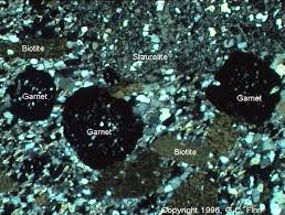 Image result for Porphyrostemma