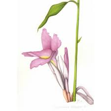 Image result for Siphonochilus aethiopicus