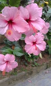 This video was made to uncover the truth about growing rose cuttings in a potato rooting method. 100 Best Roses In Potatoes Ideas Flower Garden Plants Beautiful Flowers