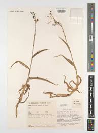 Image result for Aneilema hockii