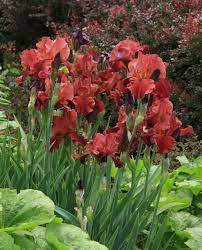 Samurai Warrior Irises In Front Of Red Barberry Iris Flowers Iris Garden Plants