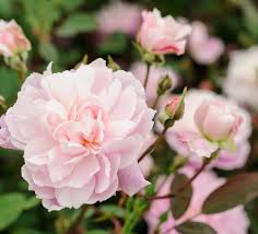 Image result for Hionanthera