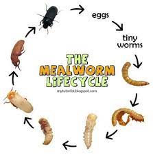 How To Start A Mealworm Colony Behind Mytutorlist Com Meal Worms Meal Worms For Chickens Meal Worms Raising