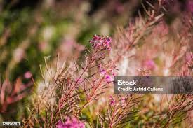 Image result for Hermbstaedtia fleckii