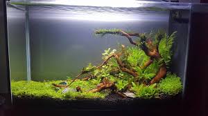 5 Gallon Low Tech Fluval Spec Aquariums Aquarium Aquascape Aquarium Aquascape Design