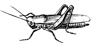 Spider cricket mouths are designed. Interesting Facts About Crickets Arrow Exterminating