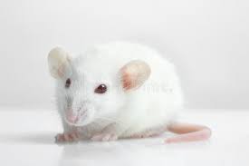 Lab Rat White Lab Rat On White Background Sponsored White Rat Lab Background White Ad Lab Rats Rats White Lab