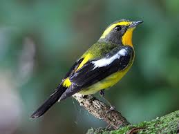 Narcissus Flycatcher Ficedula Narcissina By Hiyashi Haka Flycatcher Narcissus Birds