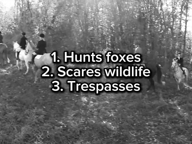 True Countryside Enjoyers: Hunting, Birdwatching & British Wildlife