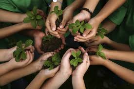 Respect plants