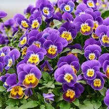 Hornveilchen Fur Garten Balkon In 2020 Hornveilchen Veilchen Blumen Pflanzen