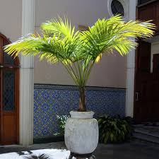 There are lots of different types of palm houseplants, but don't worry. Majesty Palm Trees For Sale Brighterblooms Com