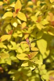 Image result for spirea japonica gold princess