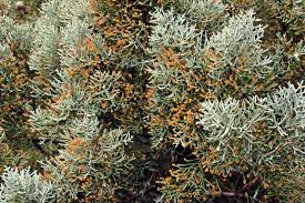 Image result for Cupressus arizonica