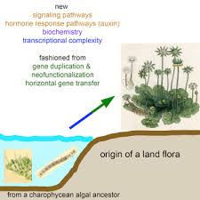 Algae and bryophytes are the examples of plants having thalloid plant body. Insights Into Land Plant Evolution Garnered From The Marchantia Polymorpha Genome Sciencedirect