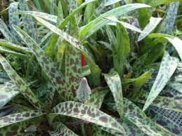 Image result for Ledebouria Unidentified sp. no6.
