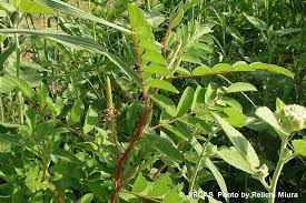 Image result for Indigofera astragalina
