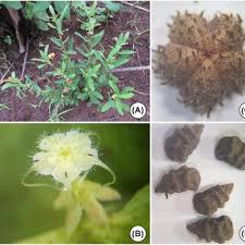 Image result for Malvaceae: Byttnerioideae, Helicteroideae