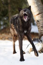 Tundra Wolf Canus Lupus Tundrarum Wolf Dog Snarling Wolf Wolf Poses